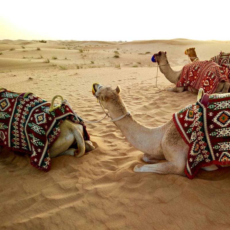 Tour Packages by Mahar Adipati Travel Company